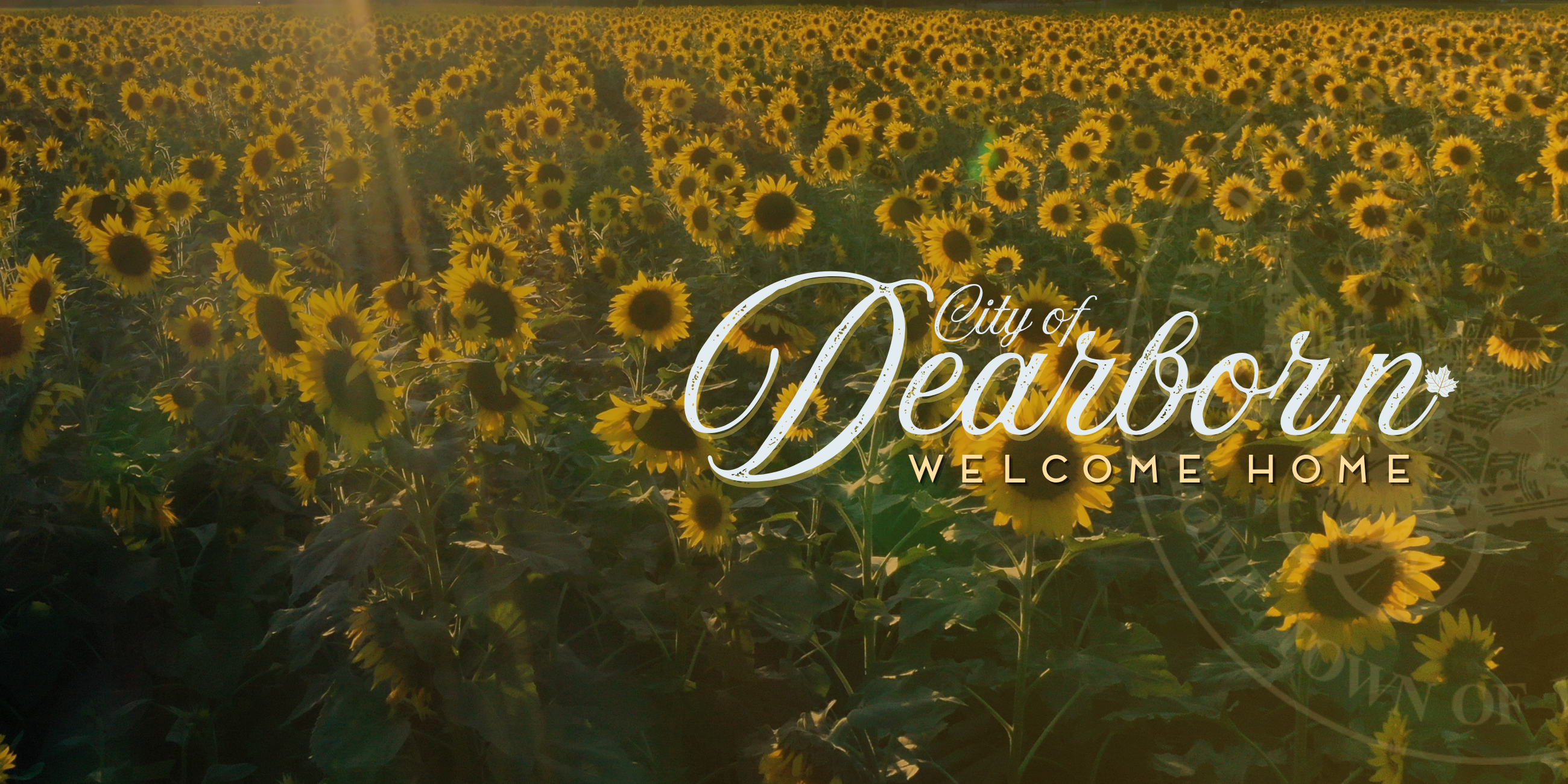 Website Fall Banner_Sunflowers Only
